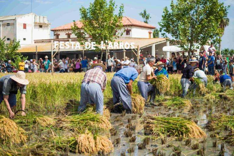 Festes tradicionals de l’Arròs