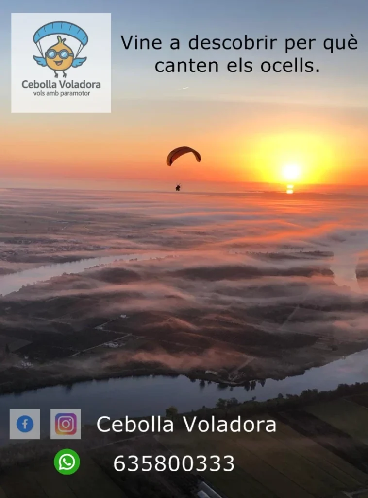 Cebolla Voladora